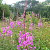 Epilobium - Uro UP Forte Composition 