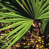 Serenoa repens - Uro UP Forte Composition 